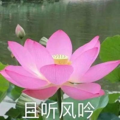 王楚钦/孙颖莎卫冕世乒赛混双冠军